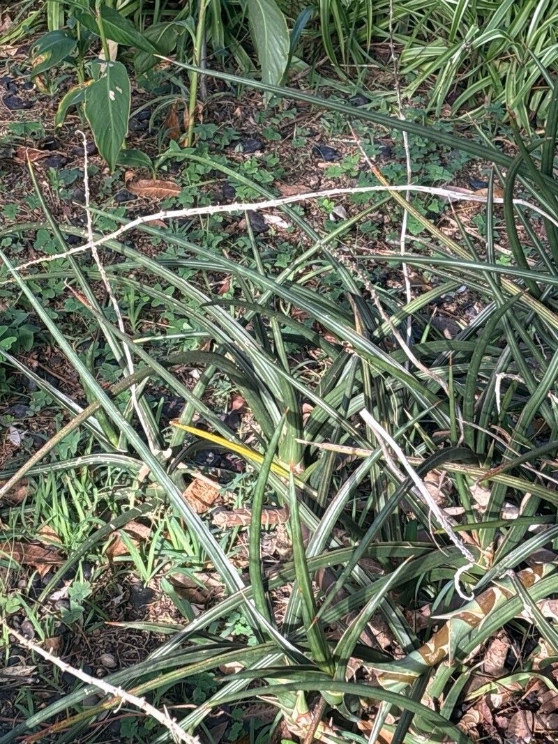 Sansevieria downsii — search result for 'Sansevieria'