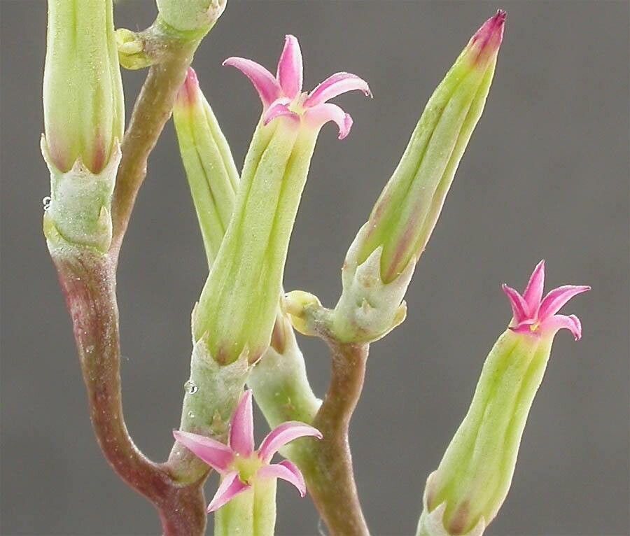 Adromischus marianiae flower