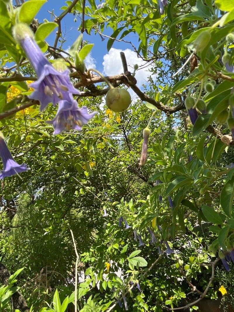 Iochroma australe fruit