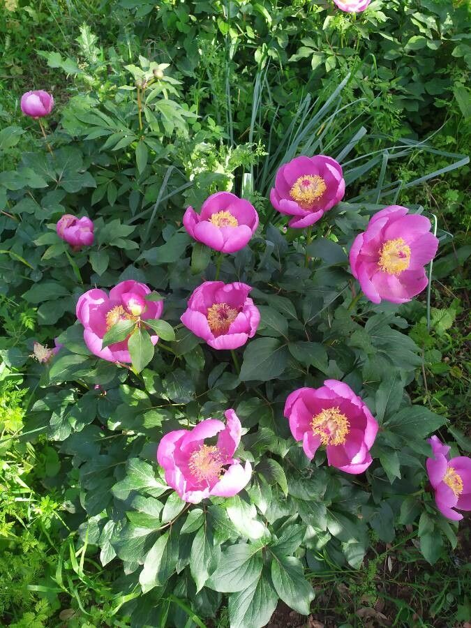 Paeonia broteri flower