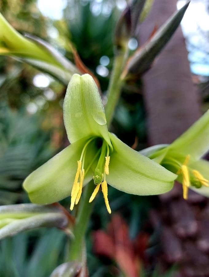 Puya mirabilis flower