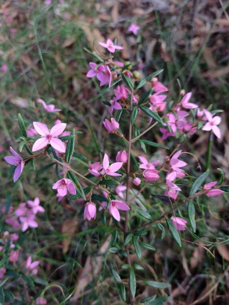 Boronia ledifolia habit