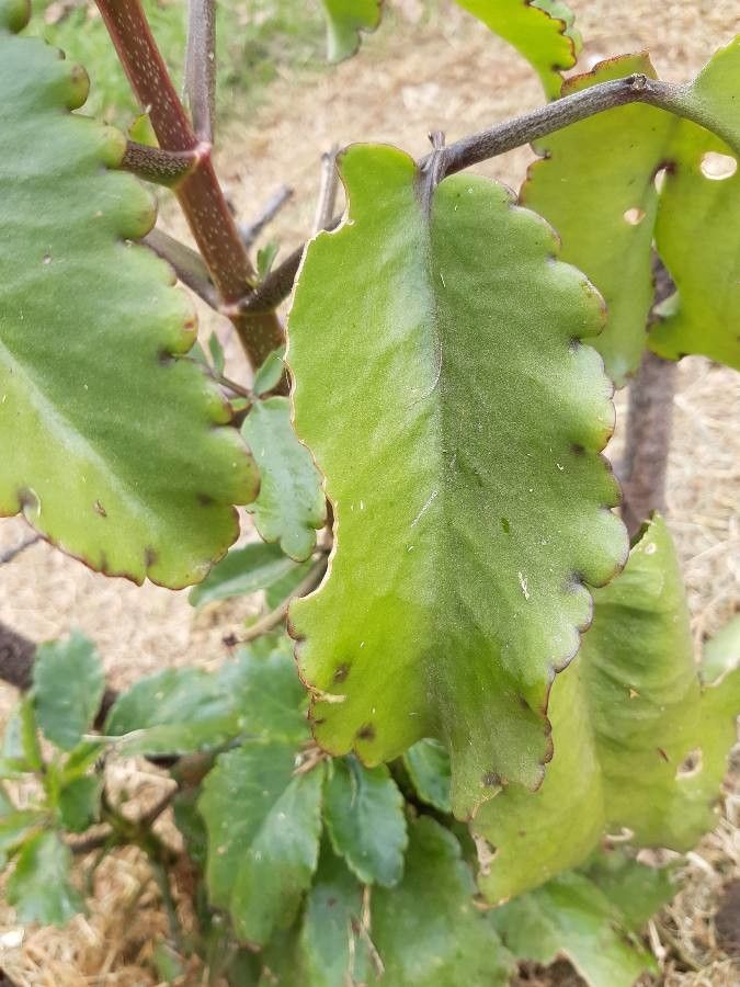 Kalanchoe pinnata leaf