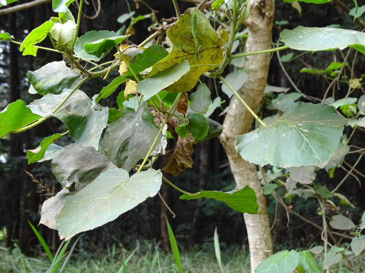 Croton macrostachyus — houseplant care guide