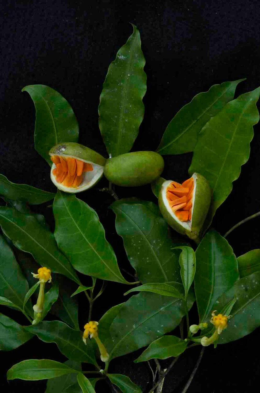 Tabernaemontana flavicans flower