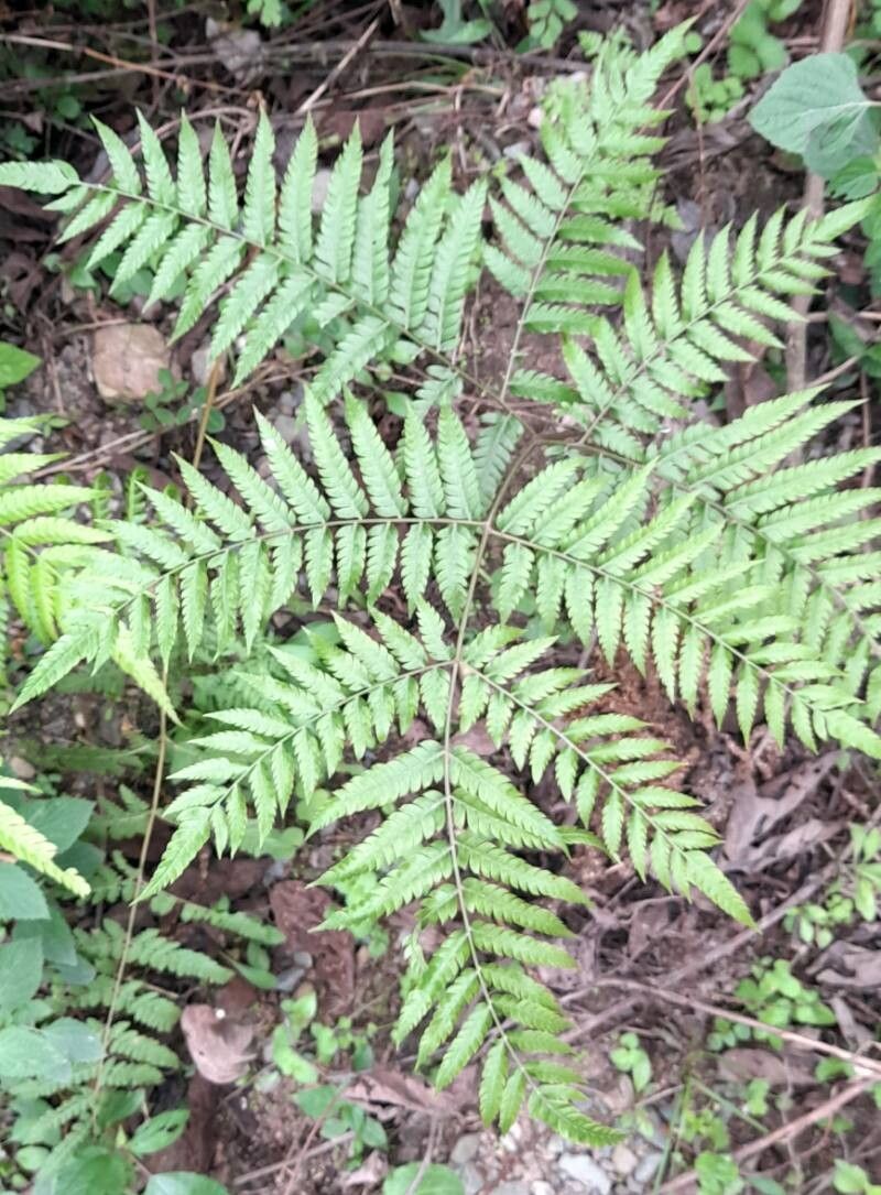 Pteris deflexa habit