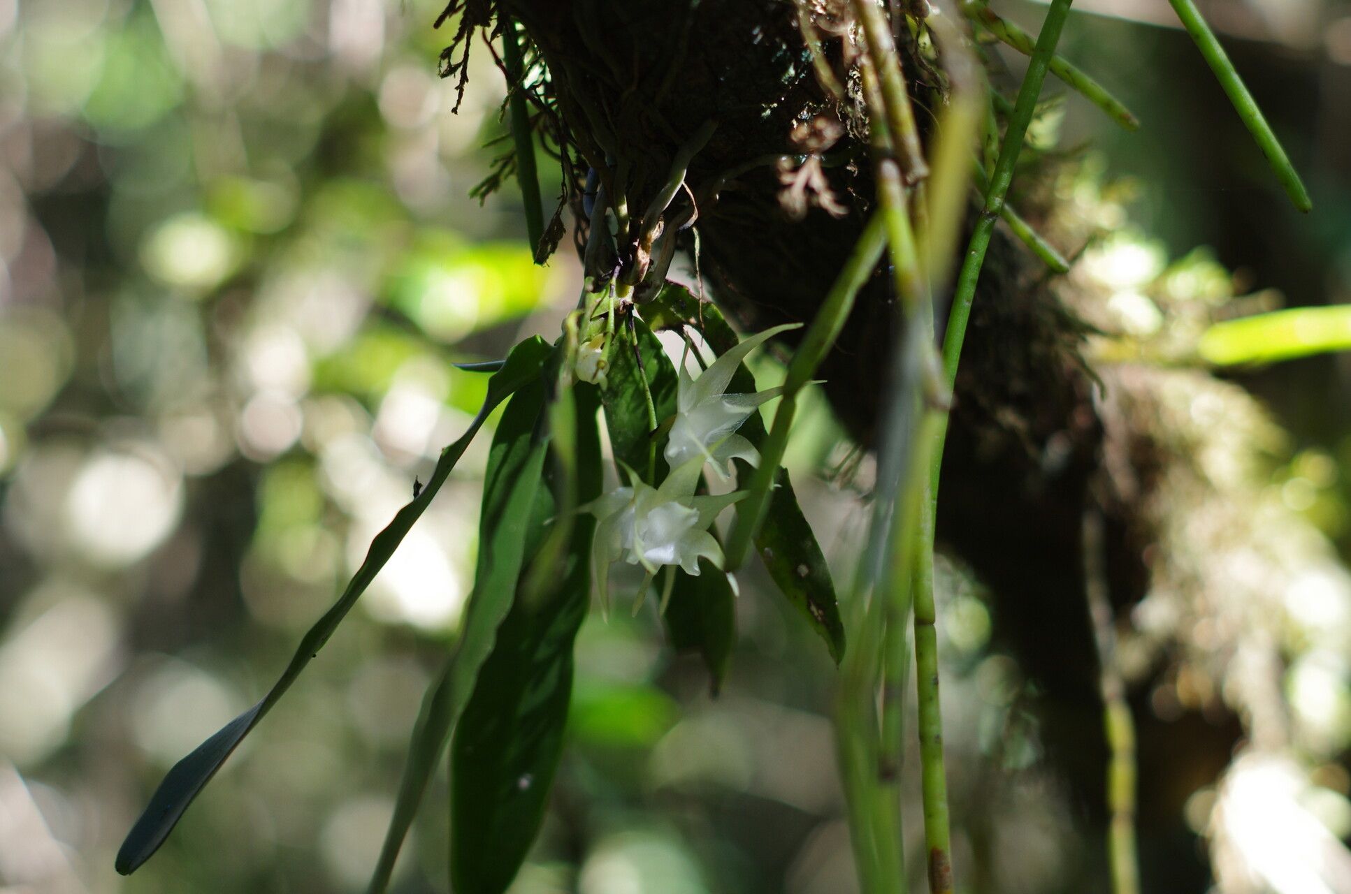 Aeranthes laxiflora flower