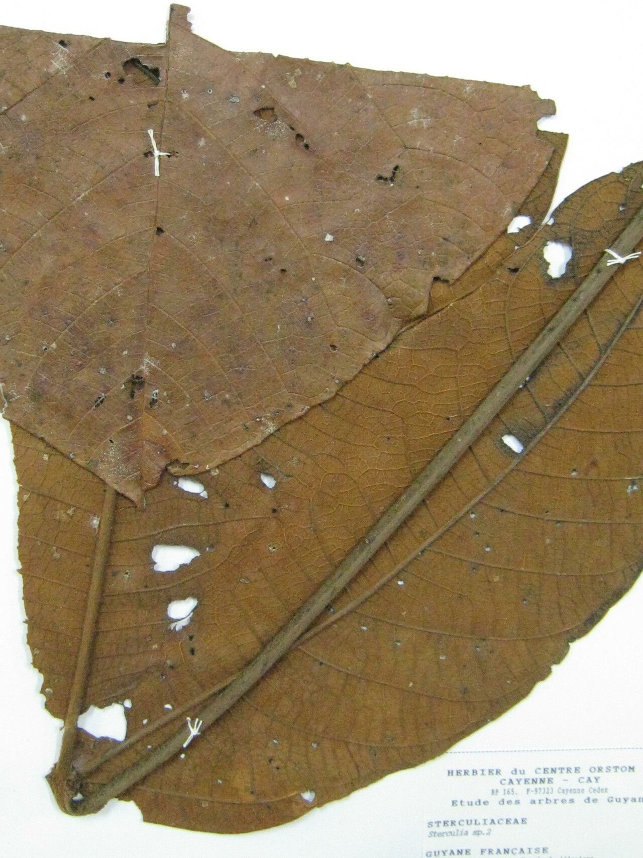 Sterculia multiovula other