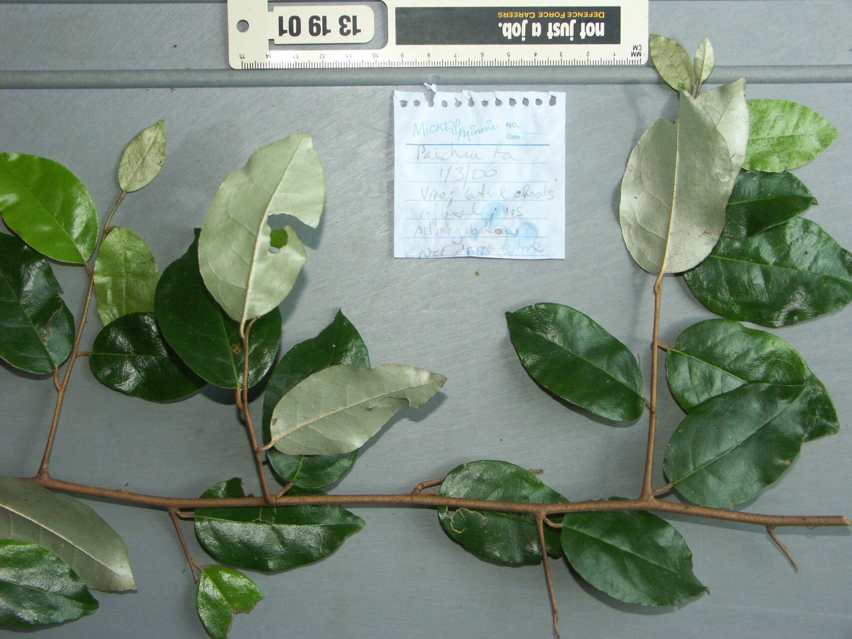 Elaeagnus triflora — search result for 'Elaeagnus'