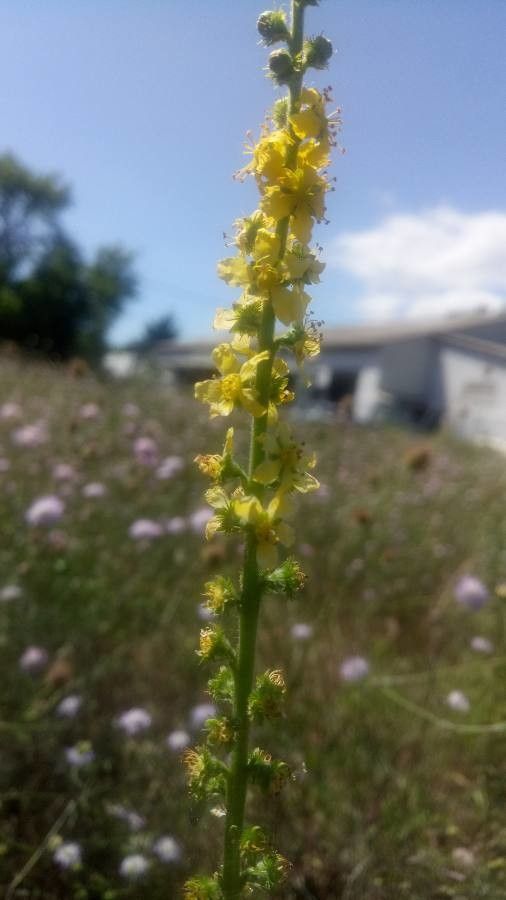 Agrimonia procera flower