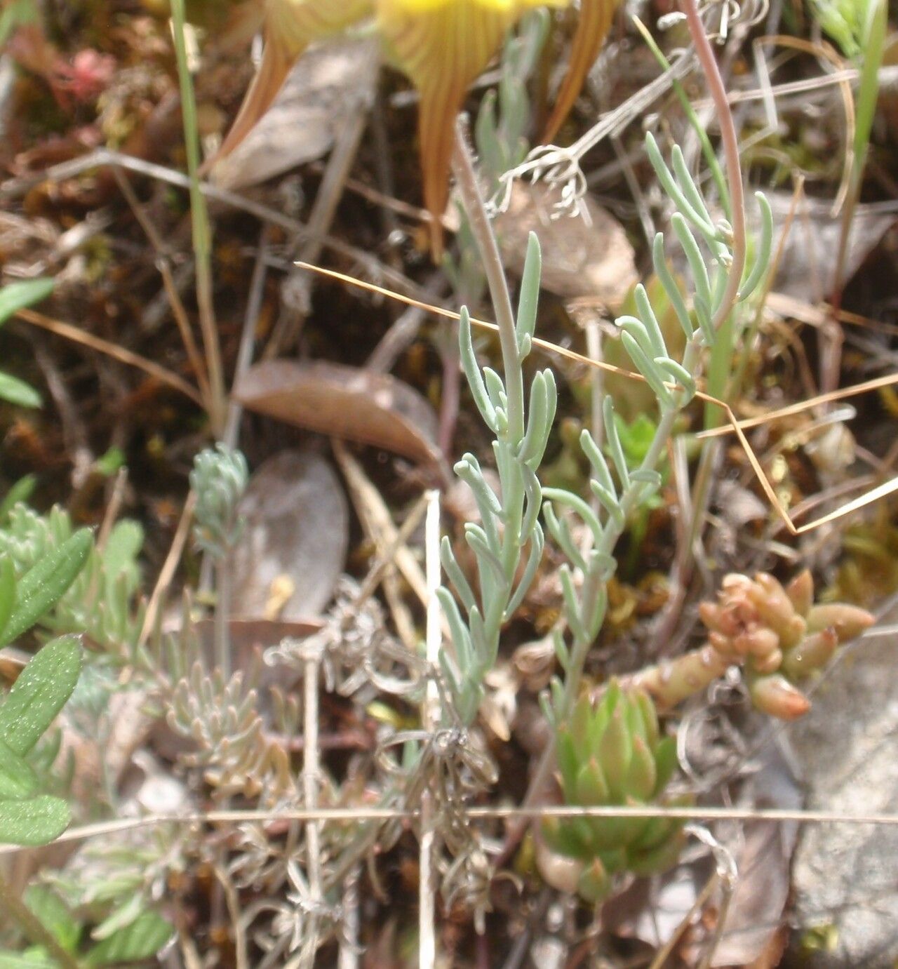Linaria polygalifolia — search result for 'Linaria'