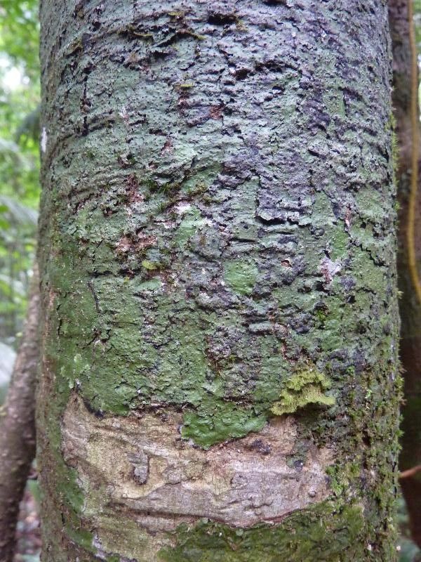 Eugenia cupulata other