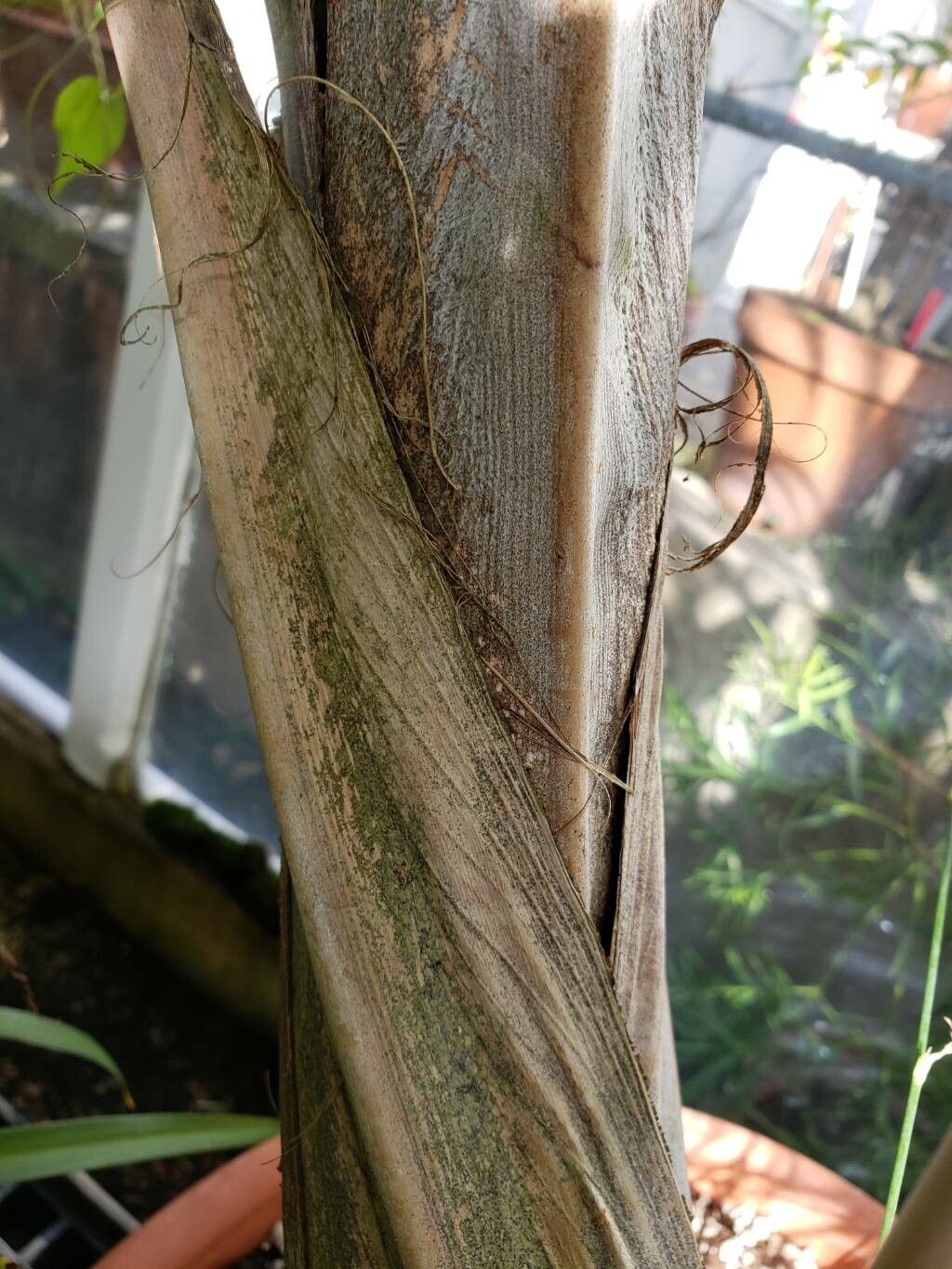 Chambeyronia divaricata bark