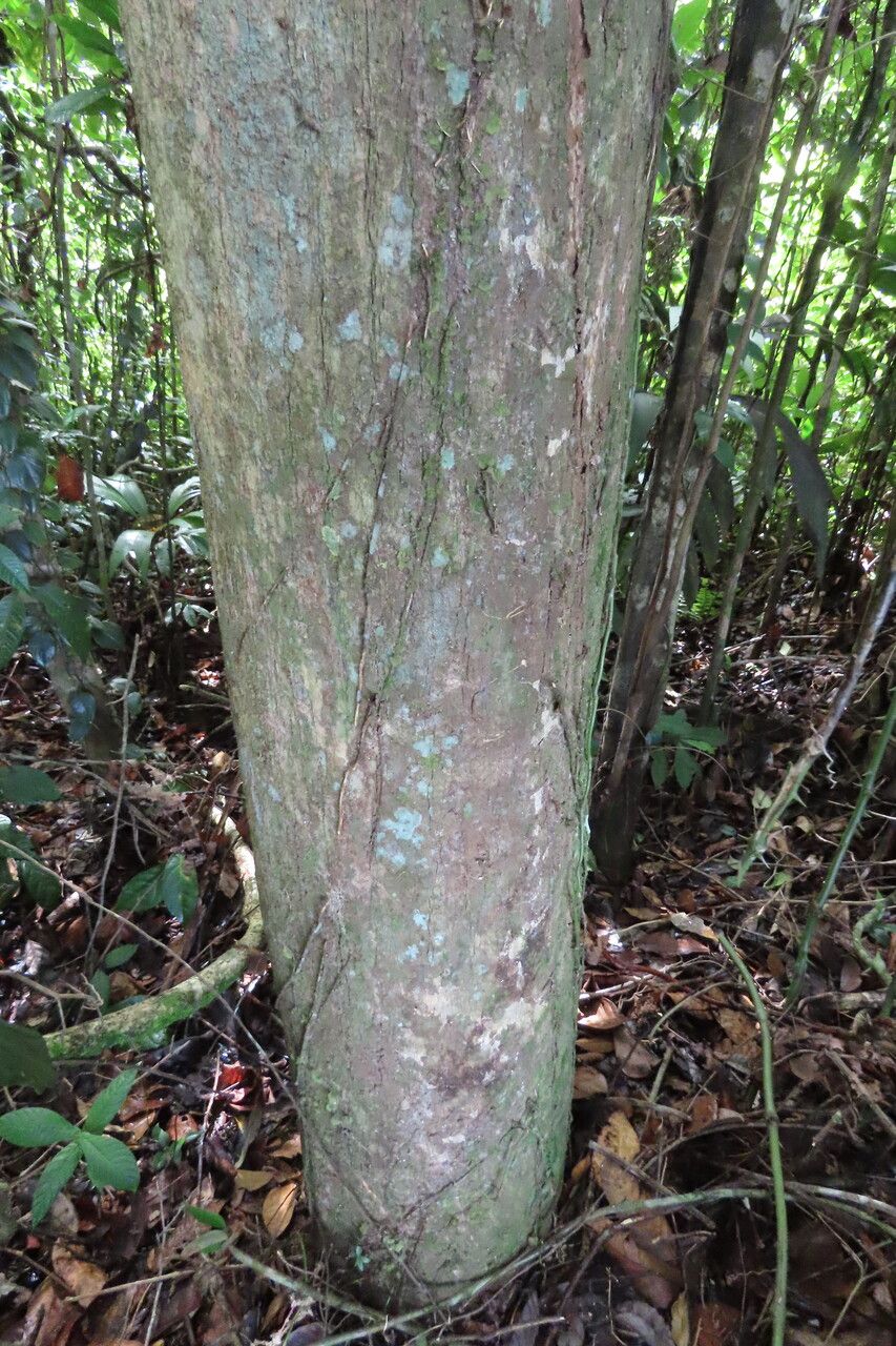 Cordia bicolor habit