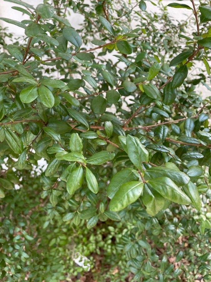 Myrcianthes fragrans leaf