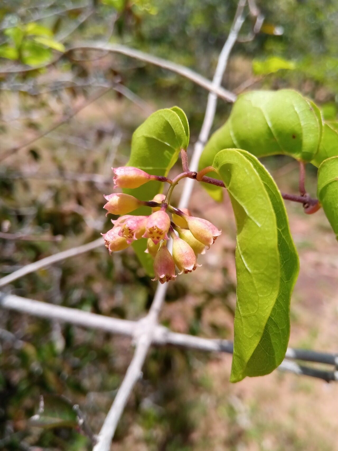 Combretum subumbellatum flower