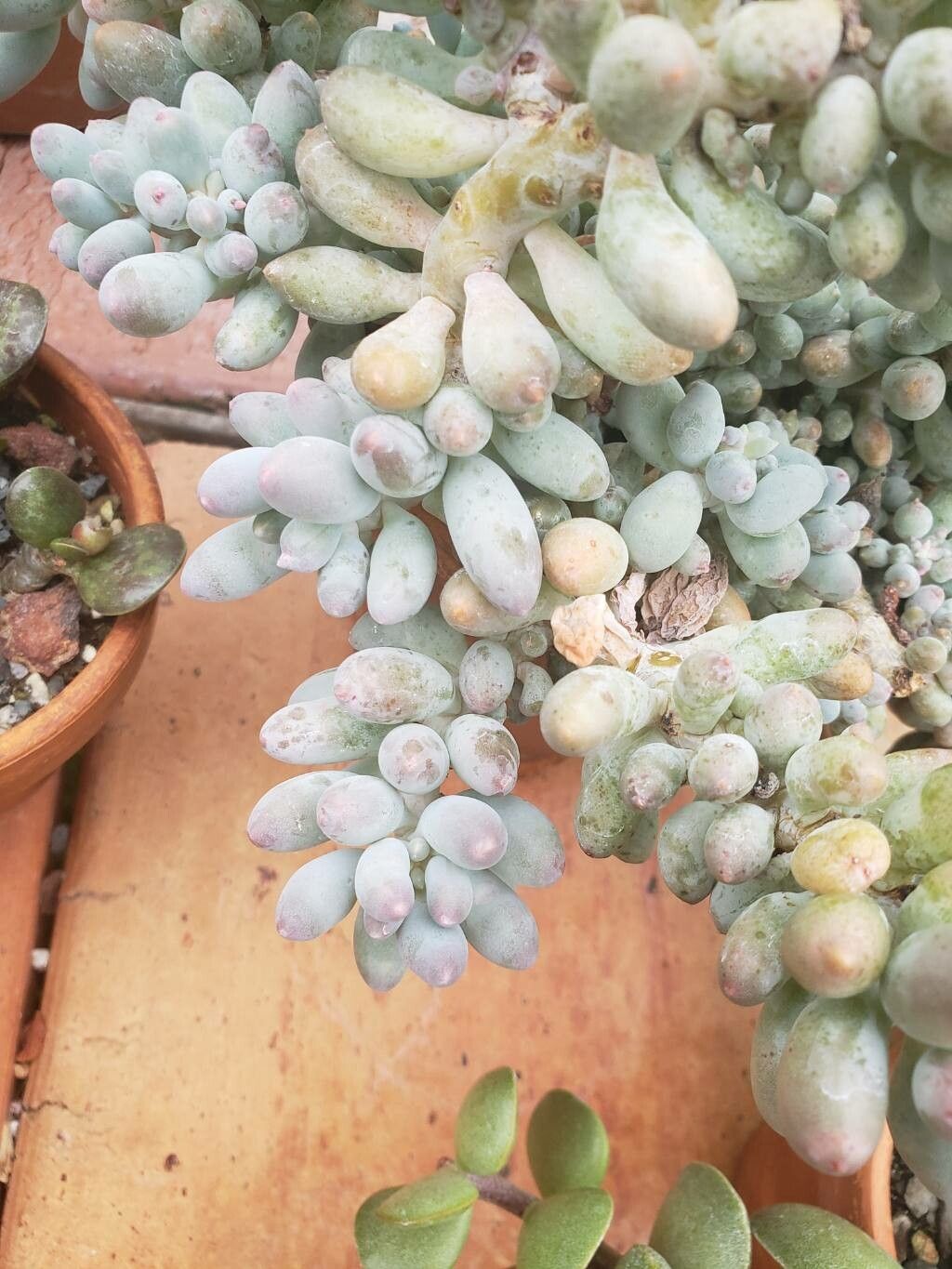 Pachyphytum rzedowskii — houseplant care guide