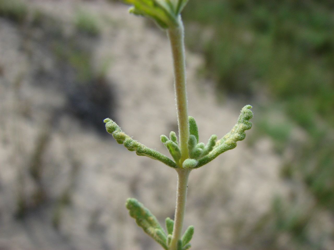 Teucrium dunense bark