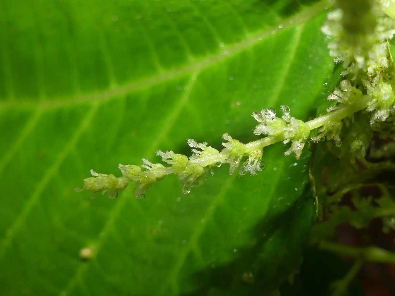 Boehmeria grandis flower