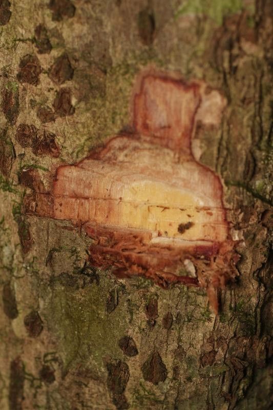 Eschweilera congestiflora other