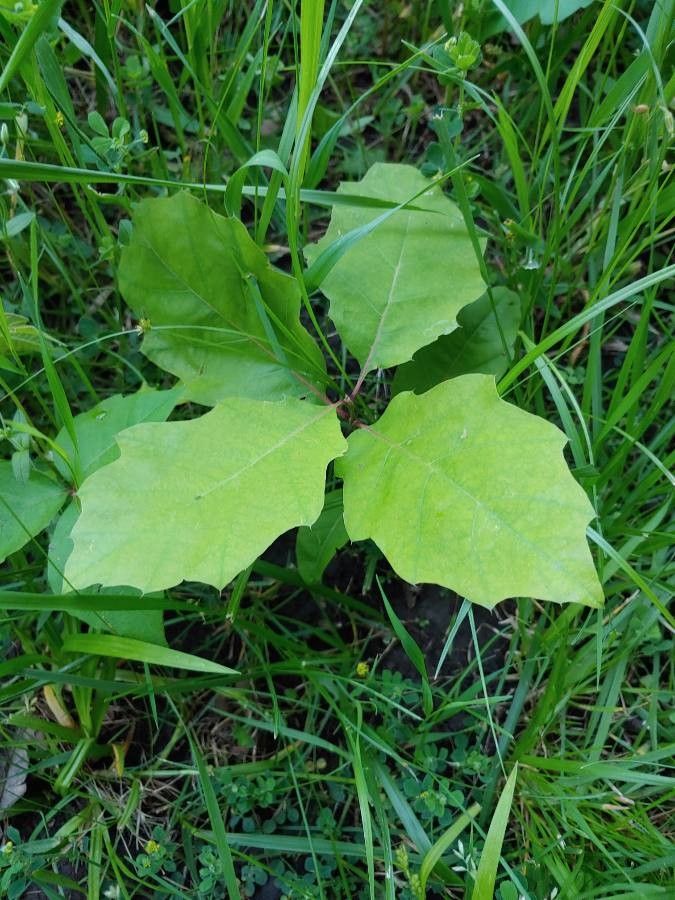 Quercus gravesii habit
