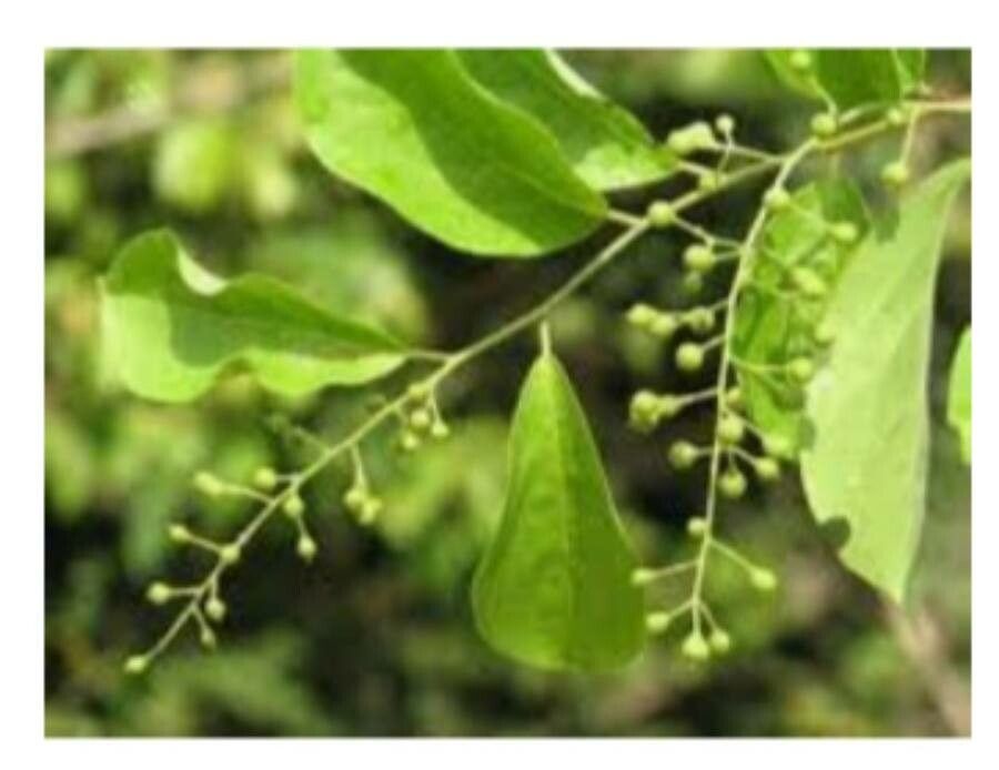 Celastrus paniculatus