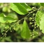 Celastrus paniculatus