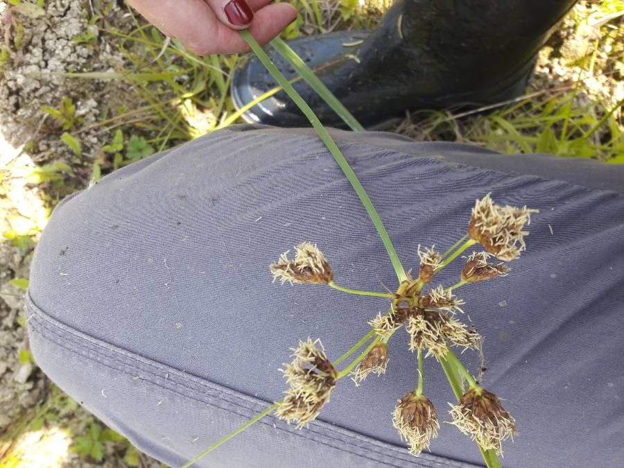 Bolboschoenus glaucus flower