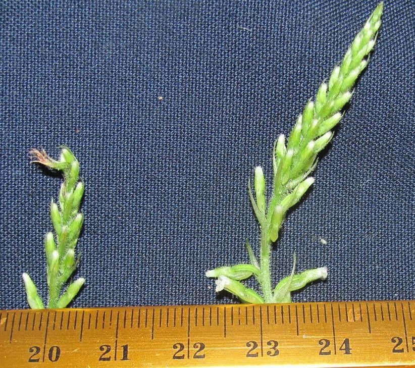 Microchilus lunifer other