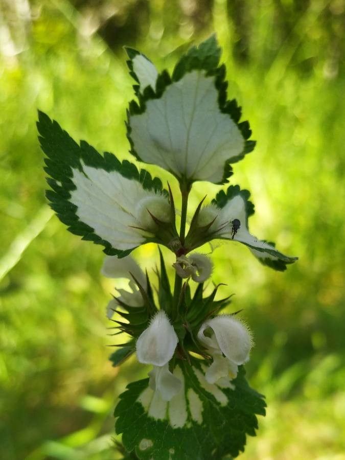 Lamium moschatum — houseplant care guide