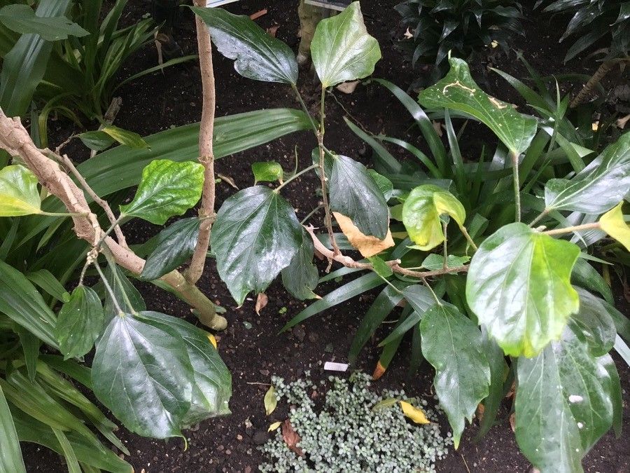 Hibiscus bojerianus — search result for 'Hibiscus'