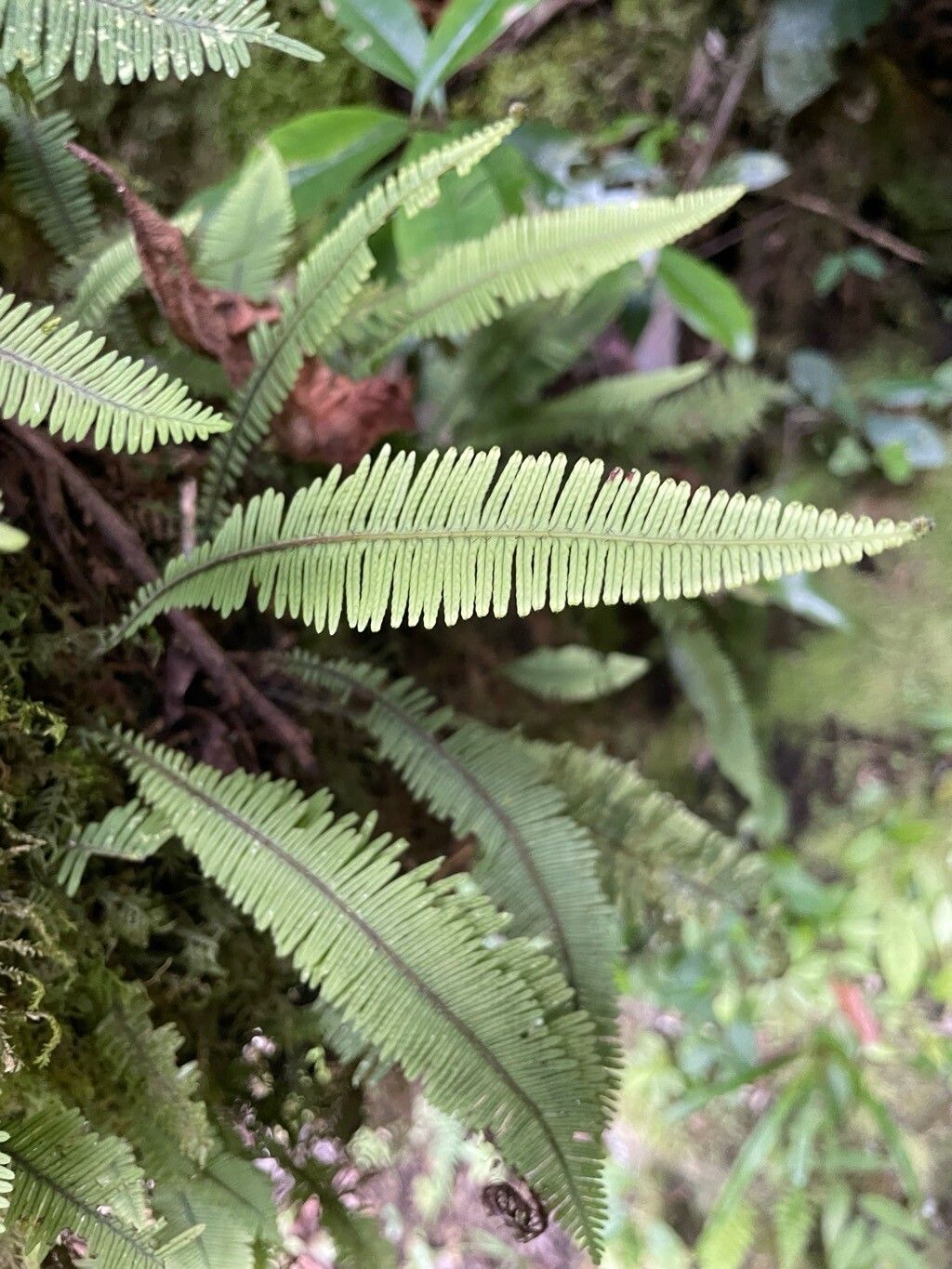 Pecluma plumula — houseplant care guide