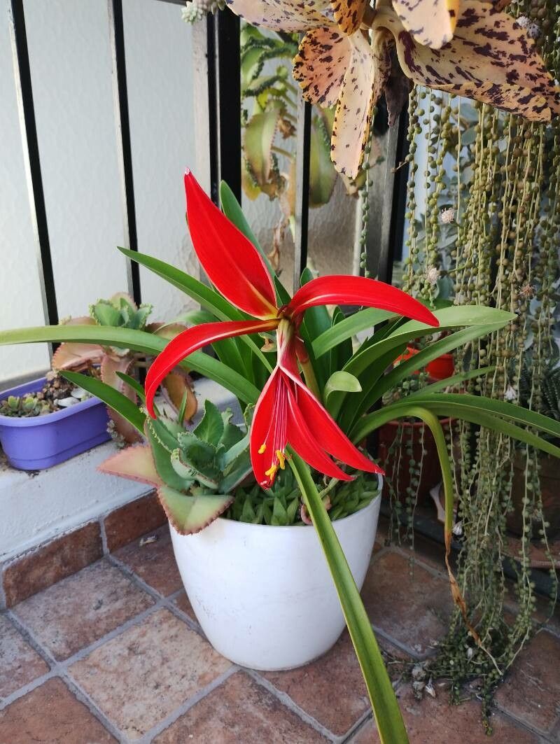 Sprekelia formosissima leaf