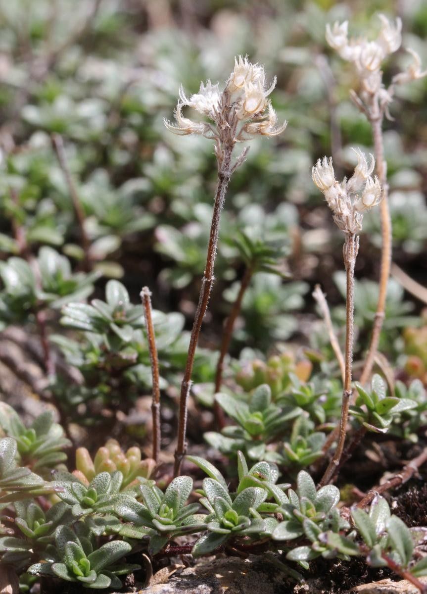 Thymus polytrichus habit