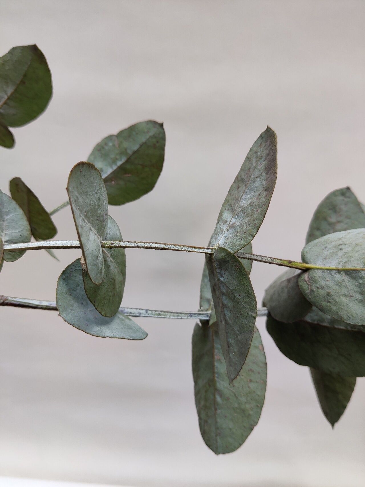 Eucalyptus cordata — search result for 'Eucalyptus'