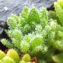 Saxifraga magellanica leaf