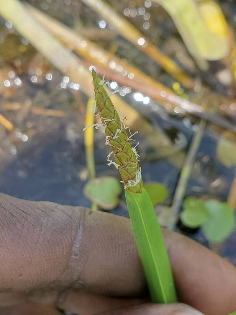 Eleocharis acutangula — related species from the same genus