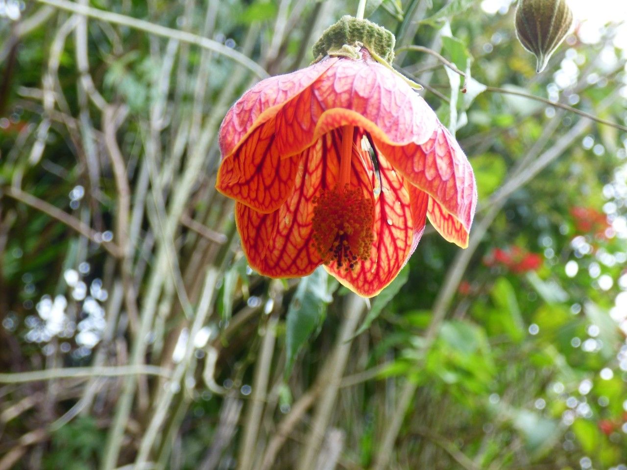 Abutilon striatum flower
