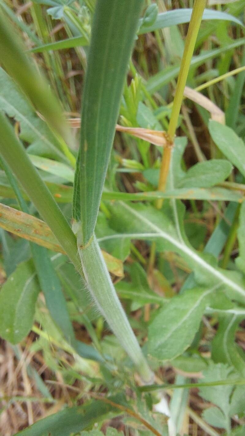Bromus scoparius leaf