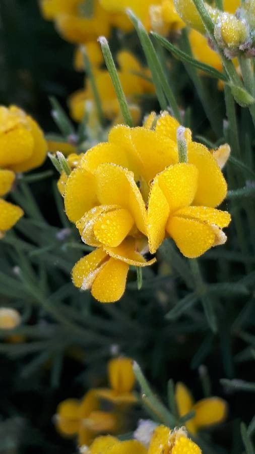 Genista radiata flower