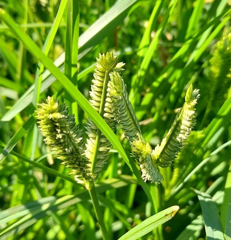 Eleusine tristachya fruit