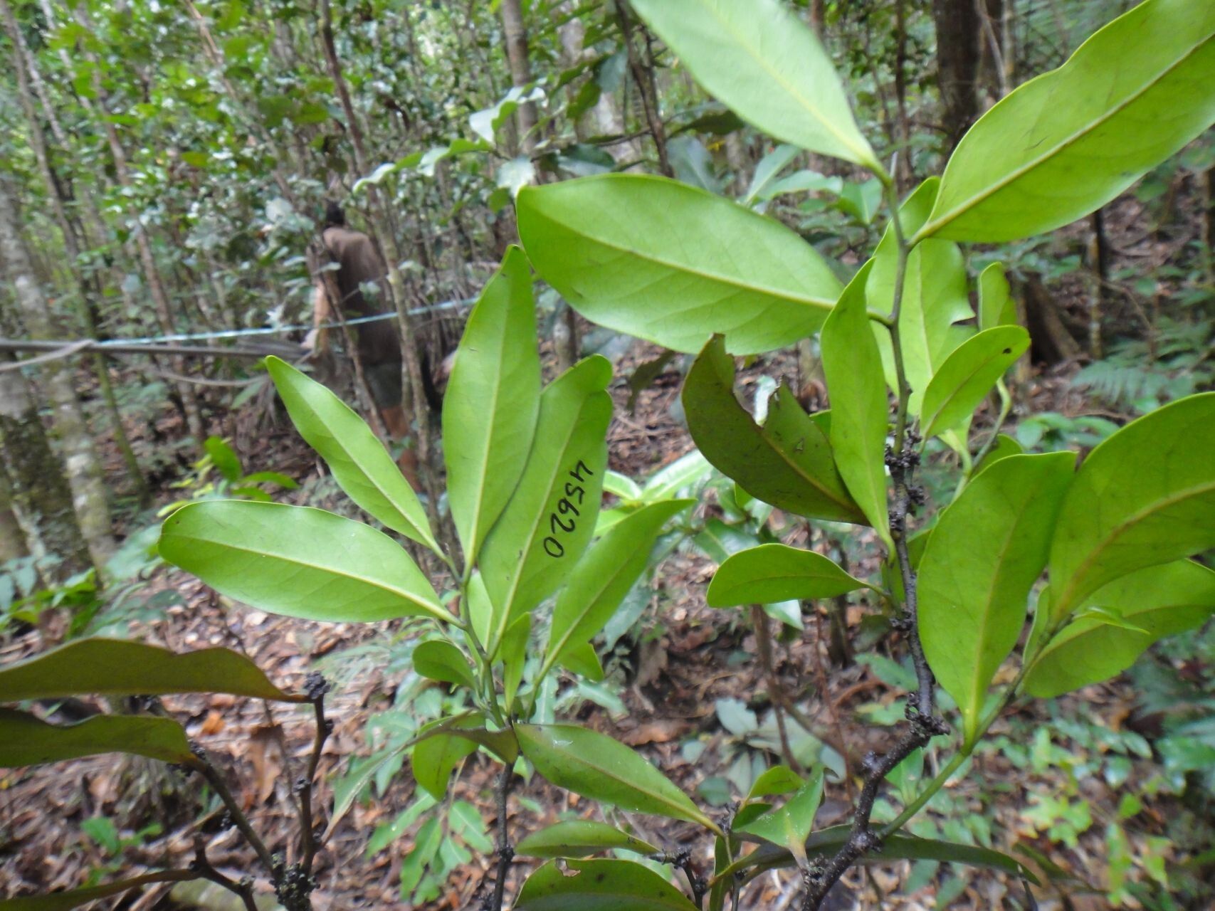 Diospyros samoensis — houseplant care guide