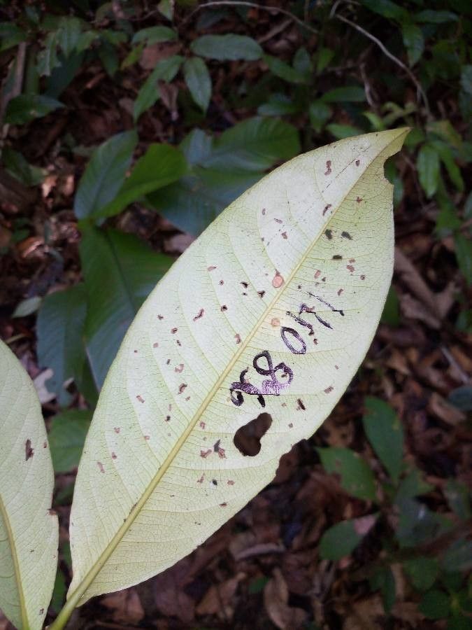 Lecythis persistens — houseplant care guide