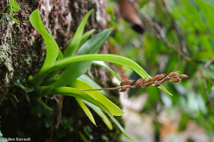 Liparis elegans habit