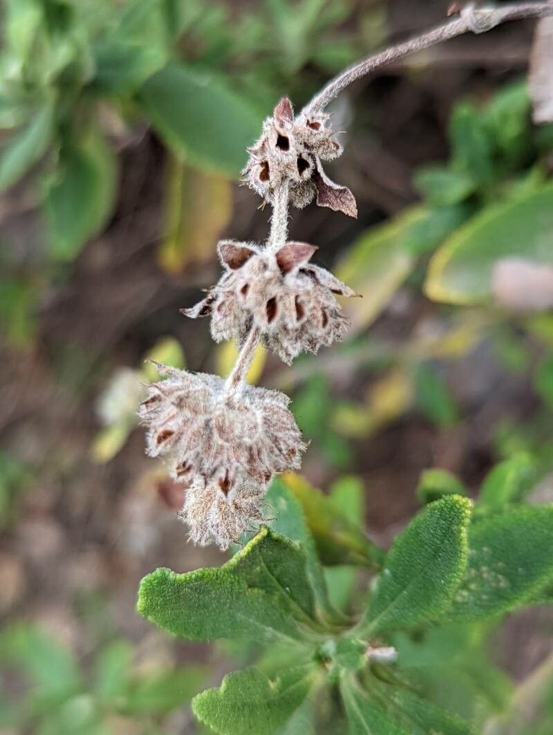 Salvia mellifera fruit