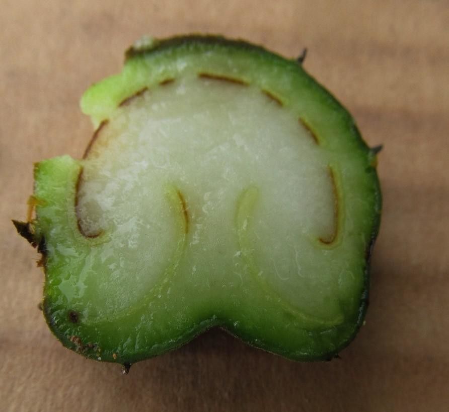 Pteris navarrensis fruit