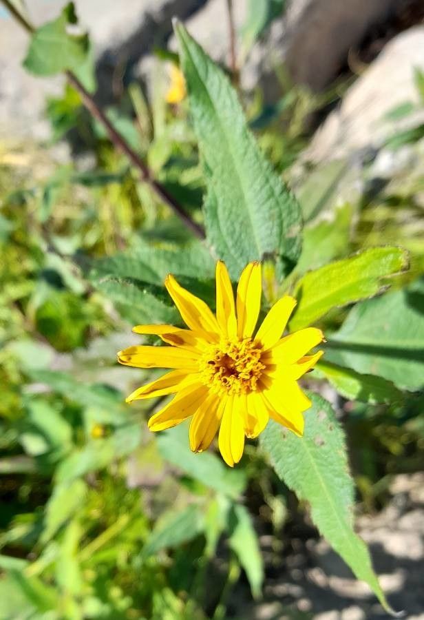 Aspilia silphioides flower
