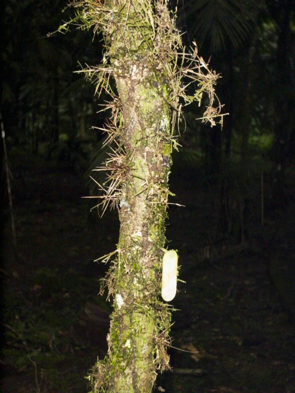 Xylosma chlorantha bark