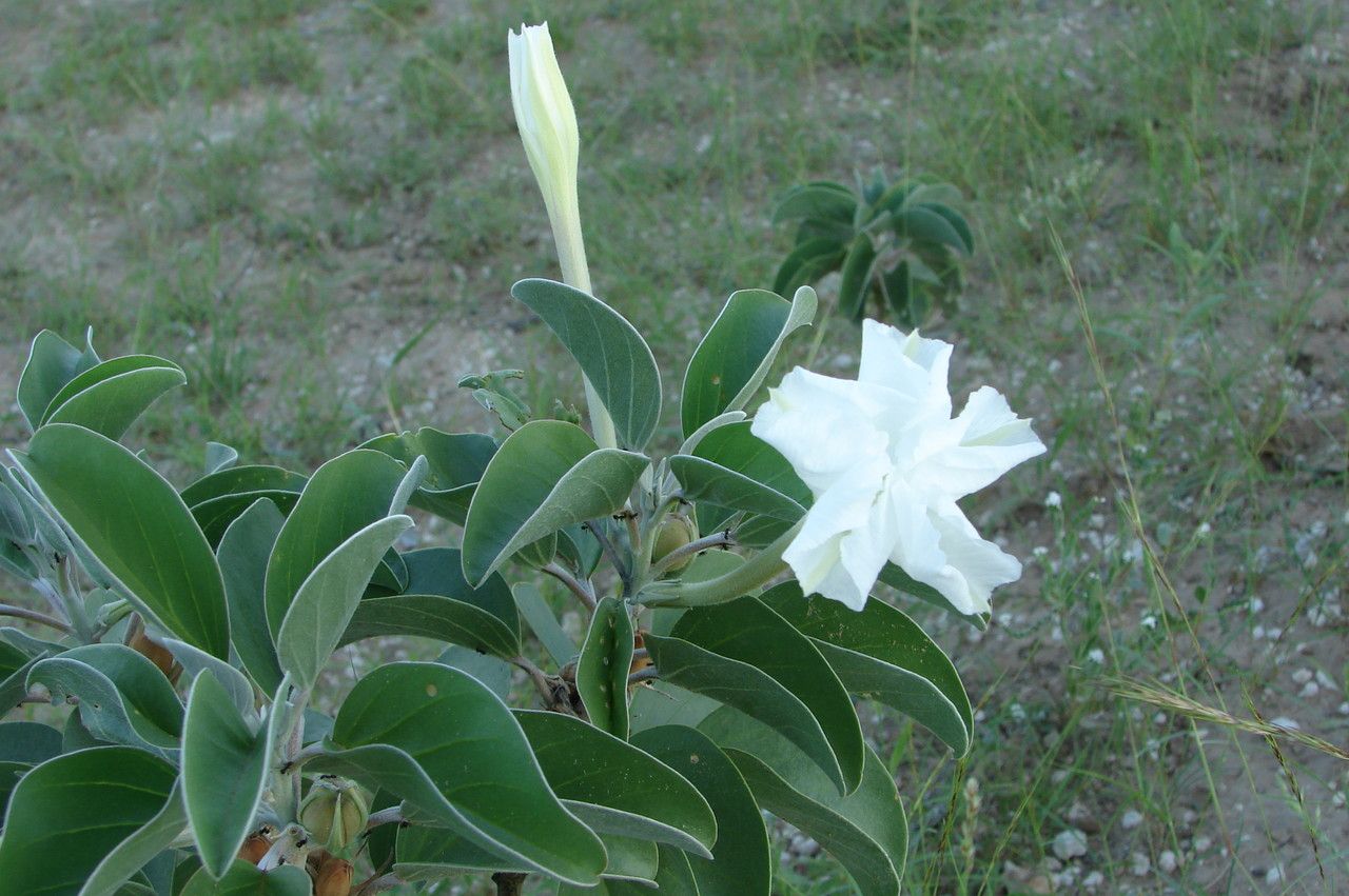 Ipomoea hildebrandtii flower