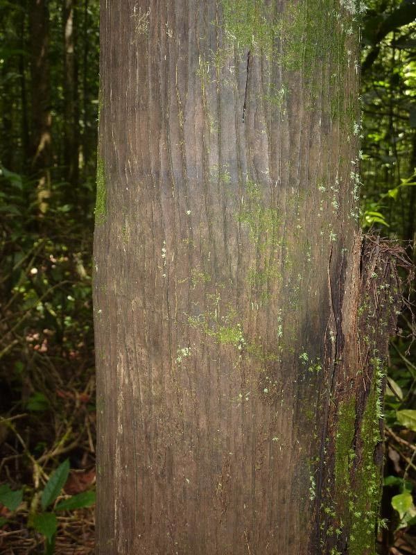 Oenocarpus bataua — houseplant care guide